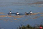 Pelicans_0790 Pelicans_0790