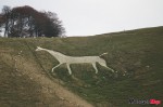 white horse_0134