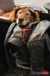 dog vert__A8C8605 dog vert__A8C8605