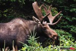 Moose_1799 Moose_1799