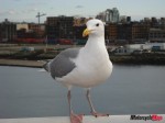 seagull 01151 seagull 01151
