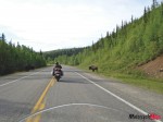 DSC01414 Bison Road Side