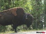 DSC01417 bison