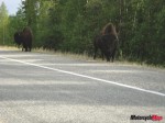 DSC01418 Bison