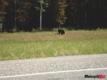 DSC01464 Black Bear