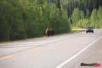 _MG_0014 Roadside Bison