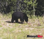 _MG_0165 Black Bear crop
