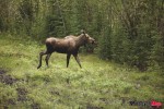 _MG_0184 Moose