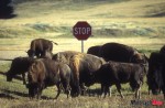 buffalo buffalo