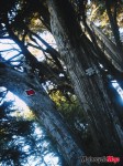 trees 176 trees 176