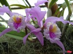 Botanical gardens