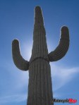 Saguaro3