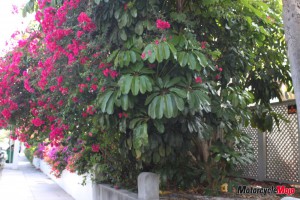 Flowers everywhere in Key West