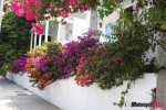 Flowers in front of homes on Fleming Street Flowers in front of homes on Fleming Street